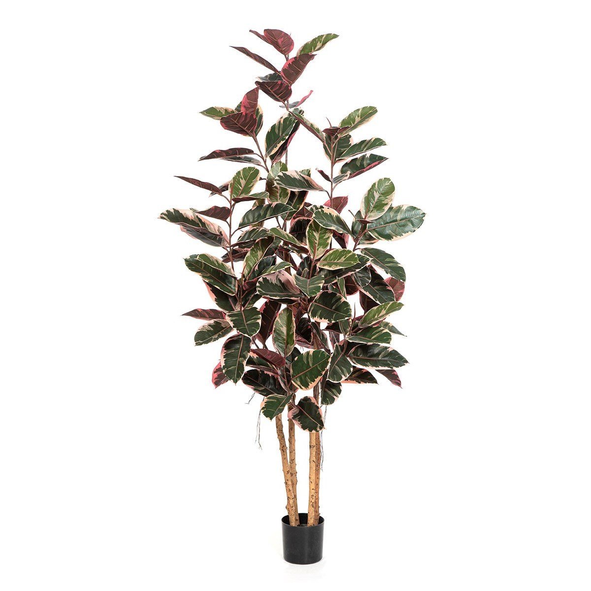 Ficus Elastica Red Ruby 200 cm - NOVA LIGNUM
