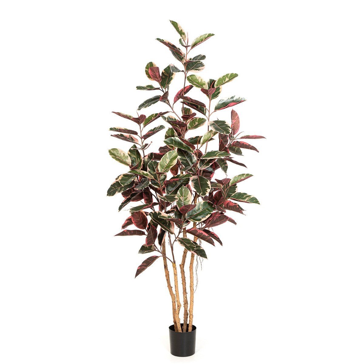 Ficus Elastica Red Ruby 230 cm - NOVA LIGNUM