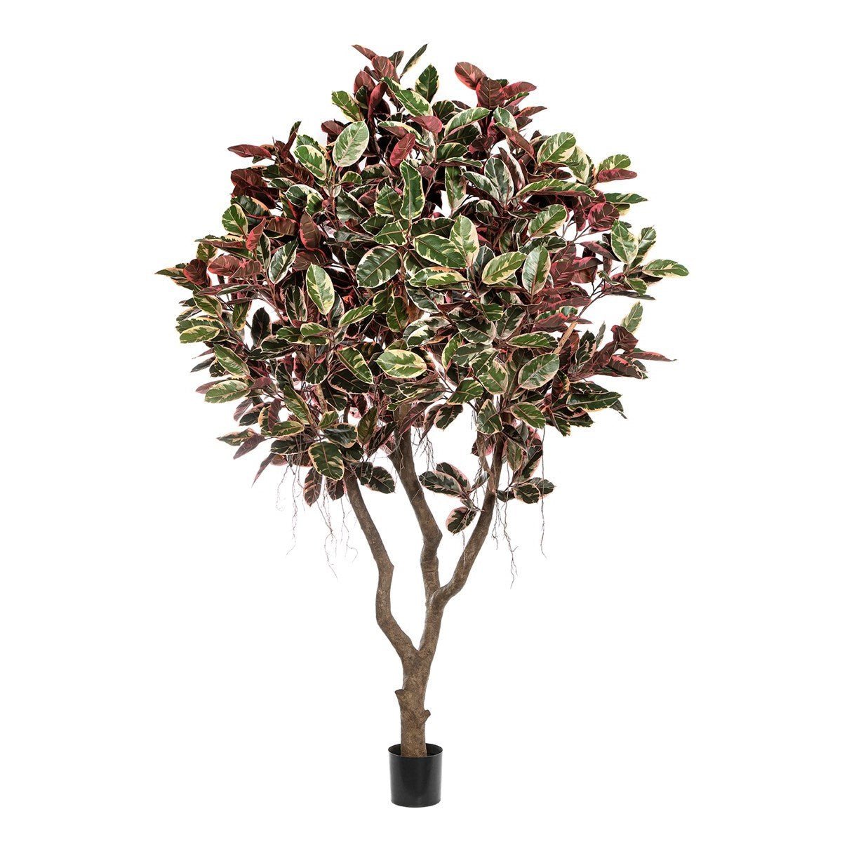 Ficus Elastica 'Red Ruby' 56710NR - NOVA LIGNUM