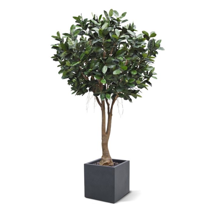 Ficus Elastica Robusta Kunstboom XXL Deluxe 350cm - afbeelding 8