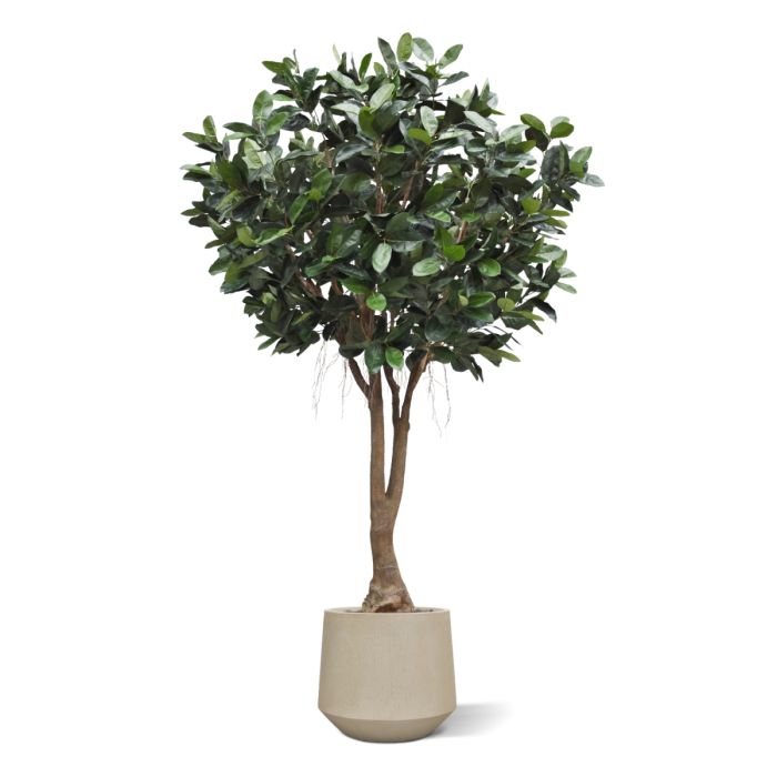 Ficus Elastica Robusta Kunstboom XXL Deluxe 350cm - afbeelding 9