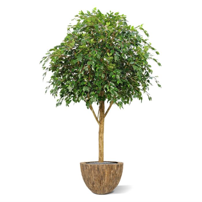 Ficus Exotica Giant kunstboom 290cm - FR - brandvertragend - NOVA LIGNUM