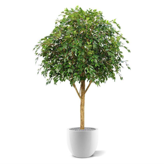 Ficus Exotica Giant kunstboom 290cm - FR - brandvertragend - NOVA LIGNUM