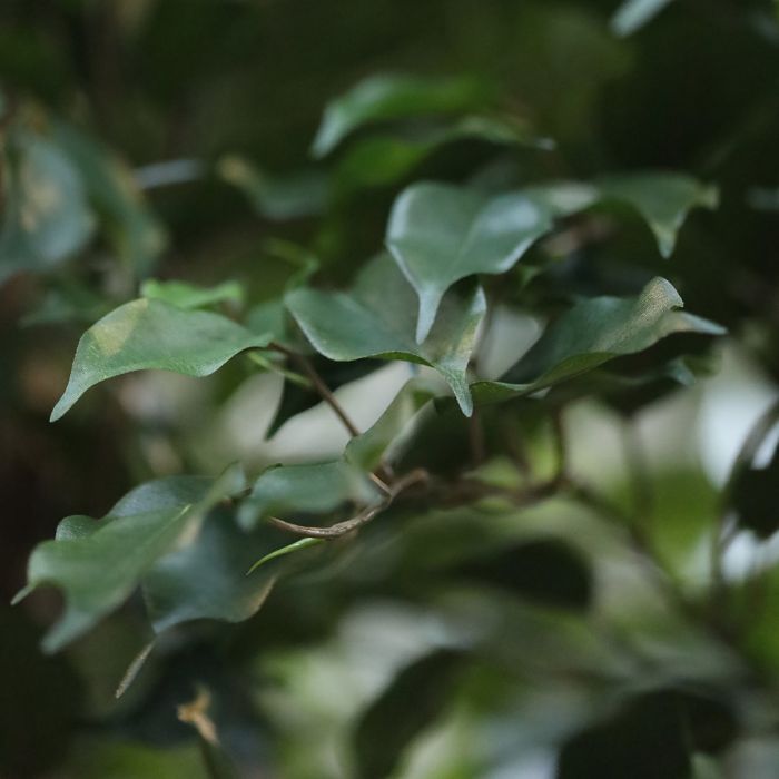 Ficus Exotica kunstboom 330cm - NOVA LIGNUM
