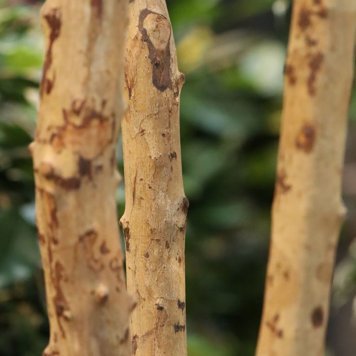 Ficus Exotica kunstboom 330cm - NOVA LIGNUM