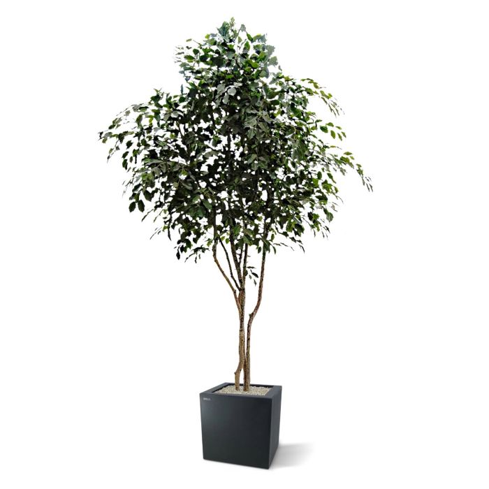 Ficus Exotica kunstboom 330cm - NOVA LIGNUM