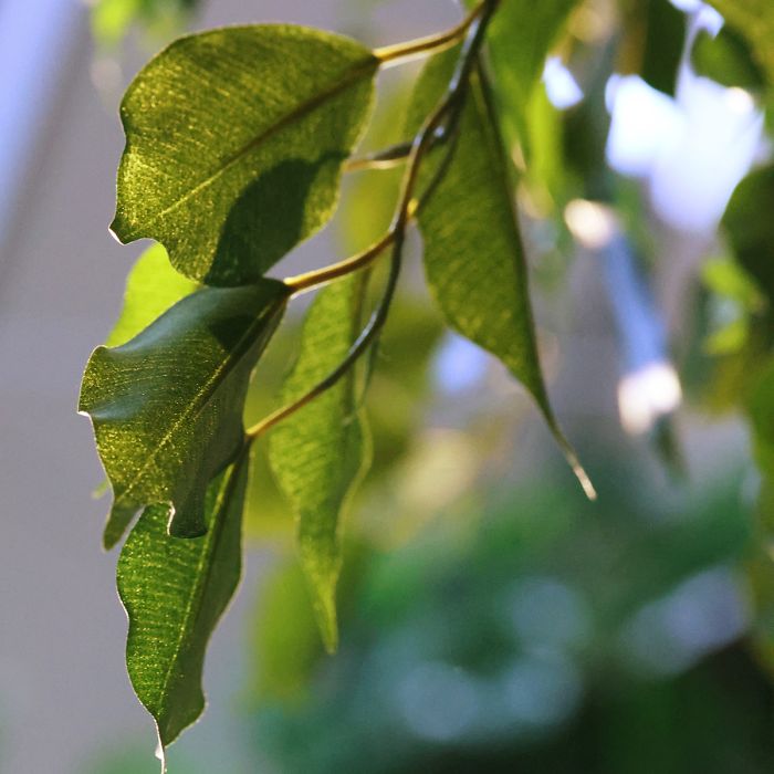 Ficus Exotica Kunstboom Deluxe 300cm groen - NOVA LIGNUM