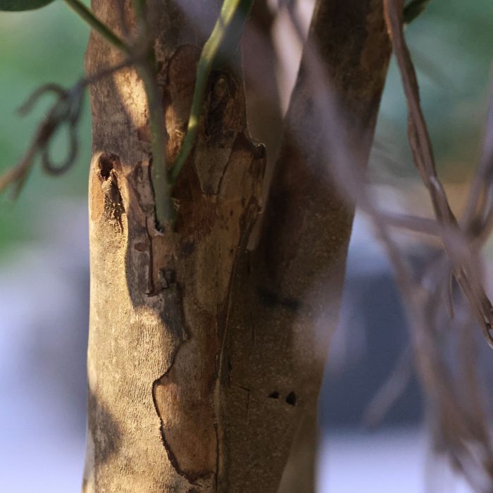 Ficus Exotica Kunstboom Deluxe 300cm groen - NOVA LIGNUM