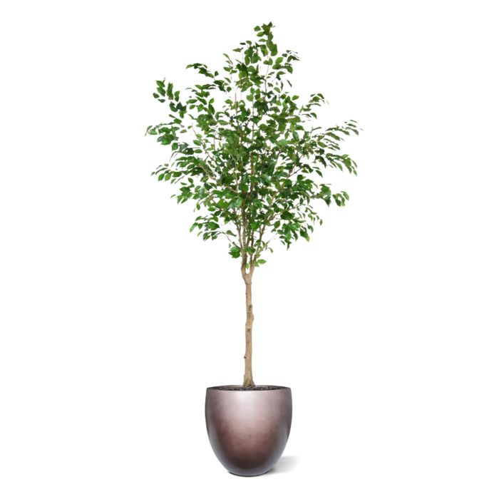 Ficus Exotica Kunstboom op stam 230cm - NOVA LIGNUM