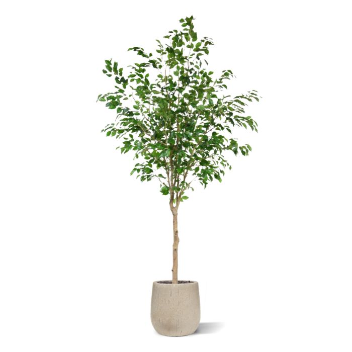 Ficus Exotica Kunstboom op stam 230cm - NOVA LIGNUM