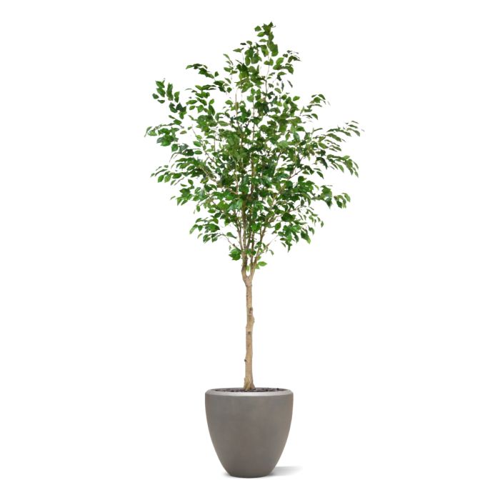 Ficus Exotica Kunstboom op stam 230cm - NOVA LIGNUM