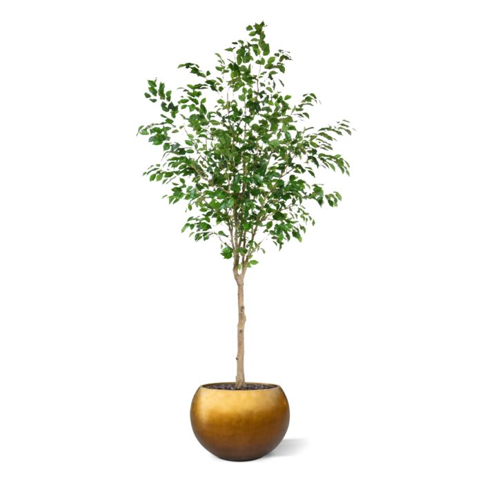 Ficus Exotica Kunstboom op stam 230cm - NOVA LIGNUM