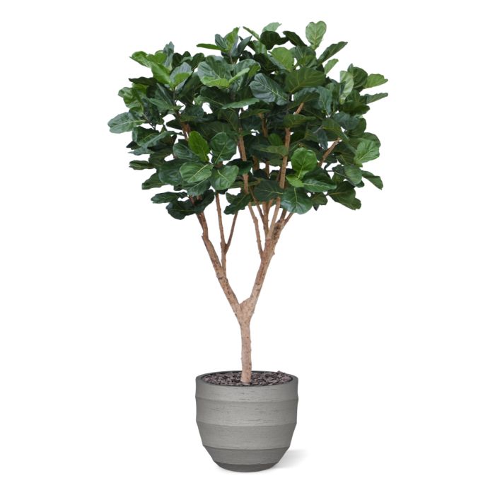 Ficus Lyrata XL kunstboom Deluxe 300cm - NOVA LIGNUM