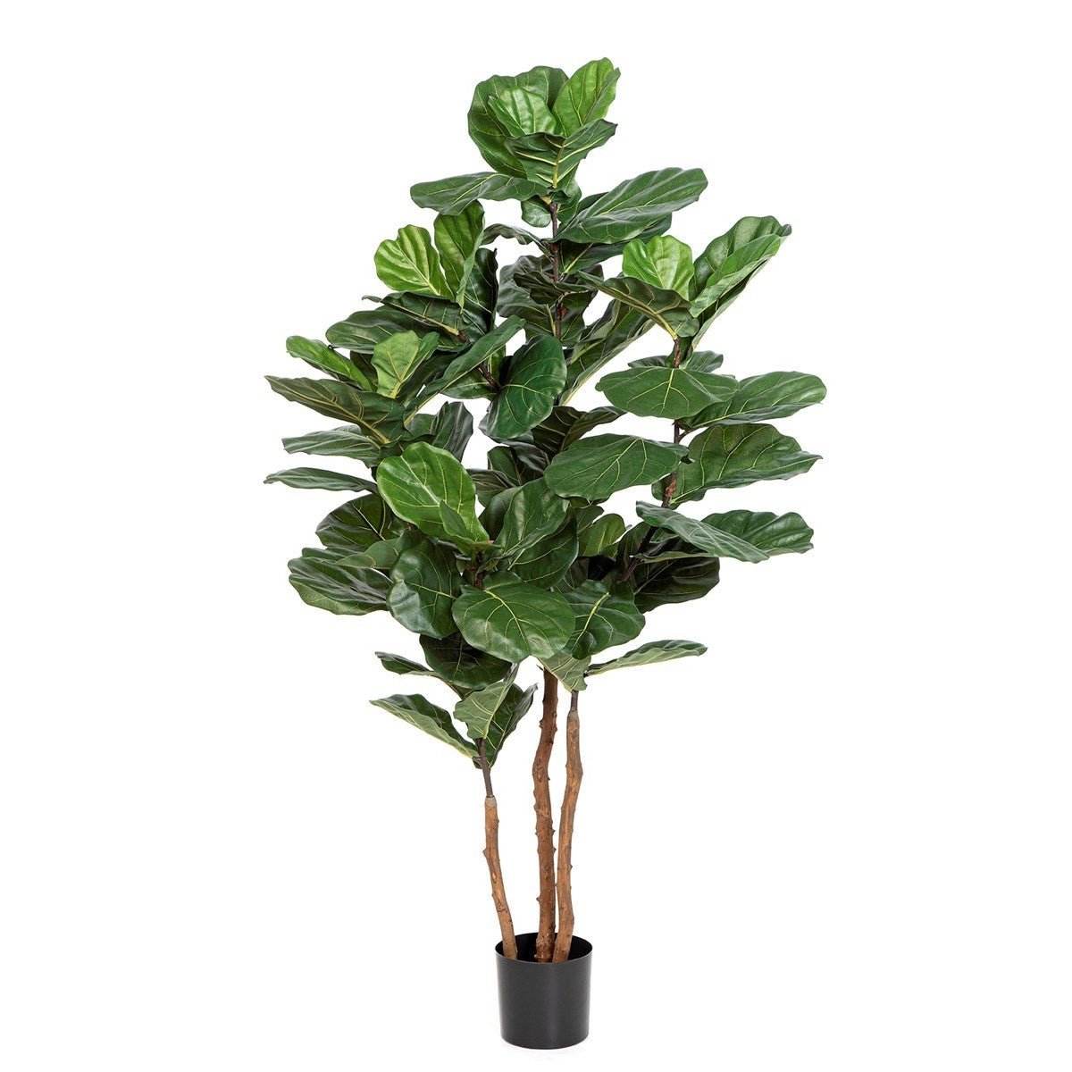 Fiddle Leaf Nitida 190 cm 56906N - NOVA LIGNUM