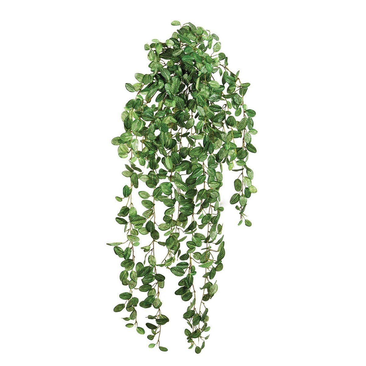 Fittonia hanging bush - NOVA LIGNUM