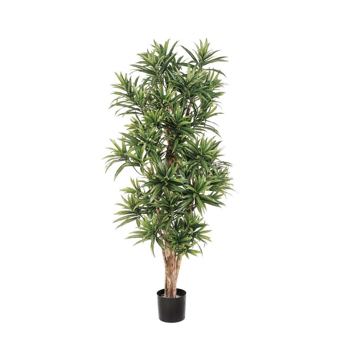 FLAME RETARDANT DRACAENA REFLEXA - NOVA LIGNUM