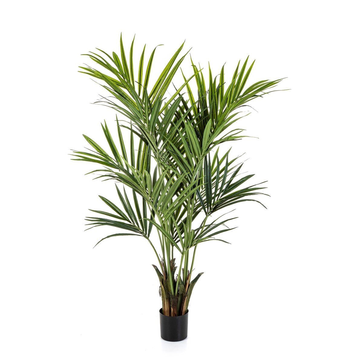 Flame Retardant Kentia Palm de Luxe - NOVA LIGNUM