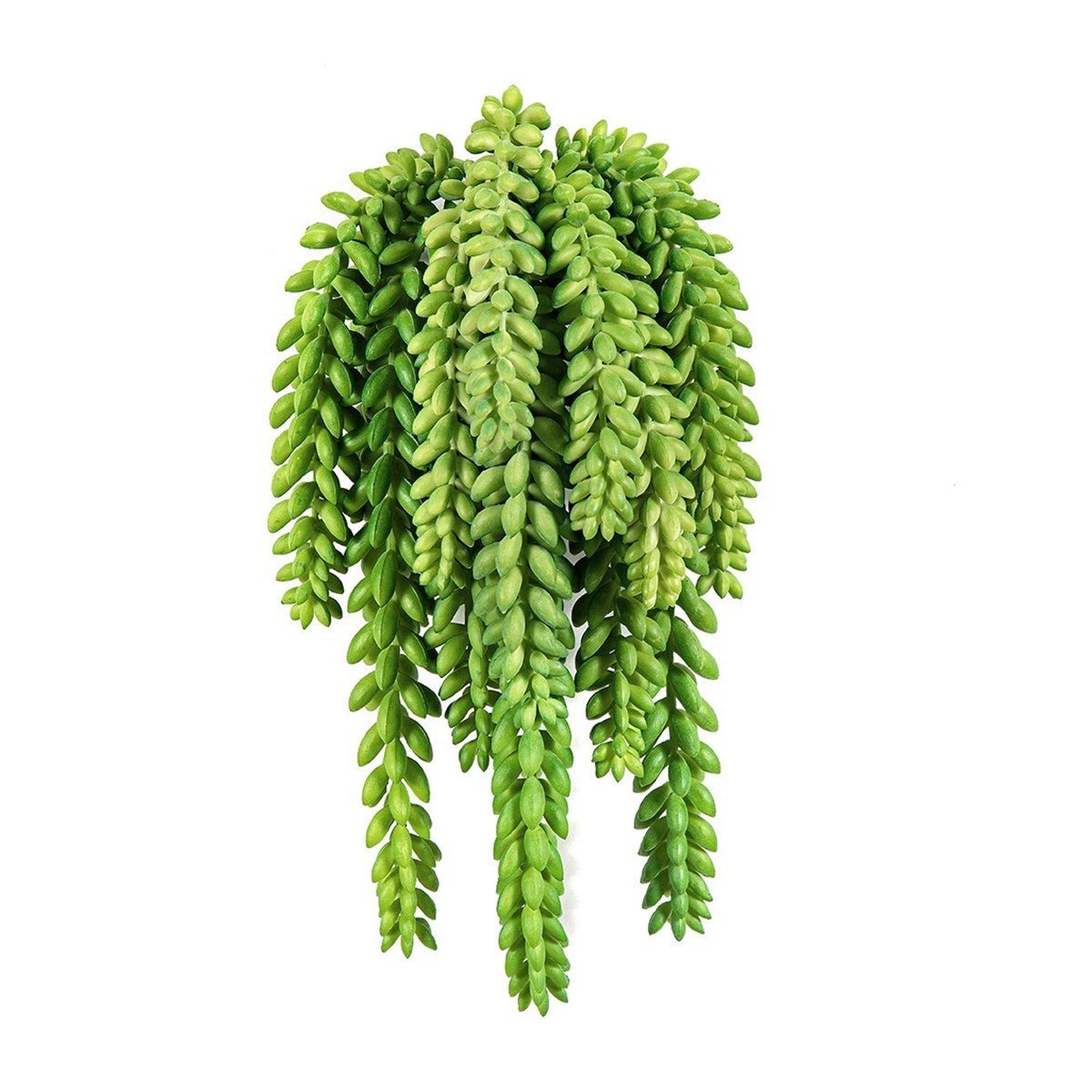 Flame Retardant Sedum Morganianum - NOVA LIGNUM