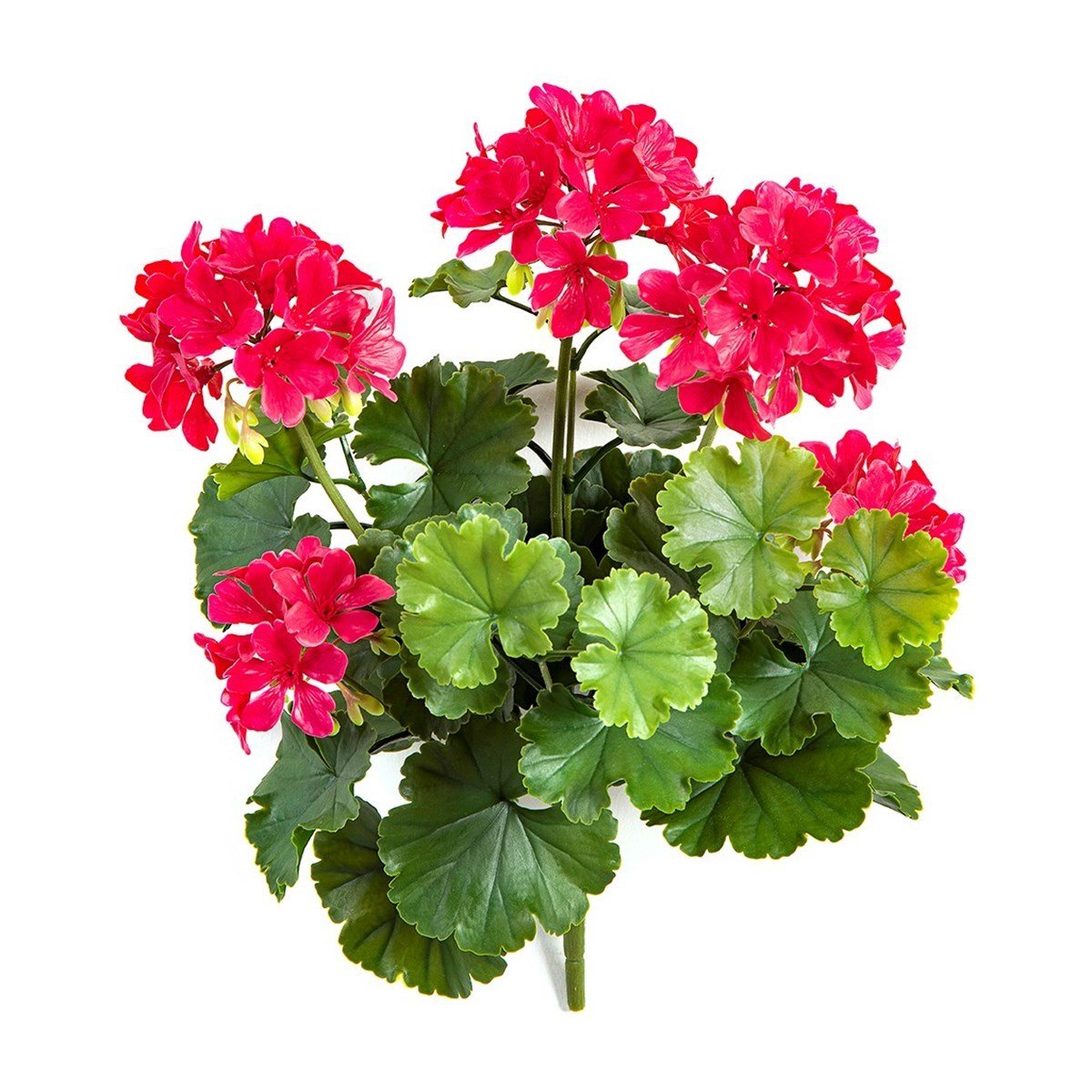 GERANIUM BUSH VIOLET - UV - NOVA LIGNUM