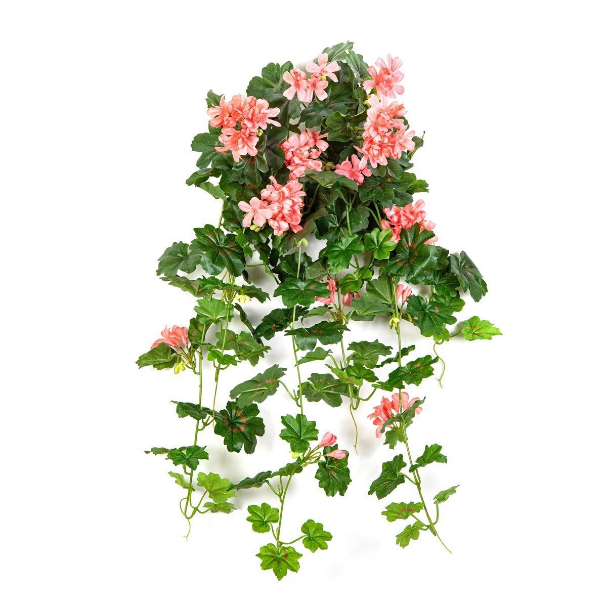 Geranium Cascade Hanging Bush Peach - NOVA LIGNUM