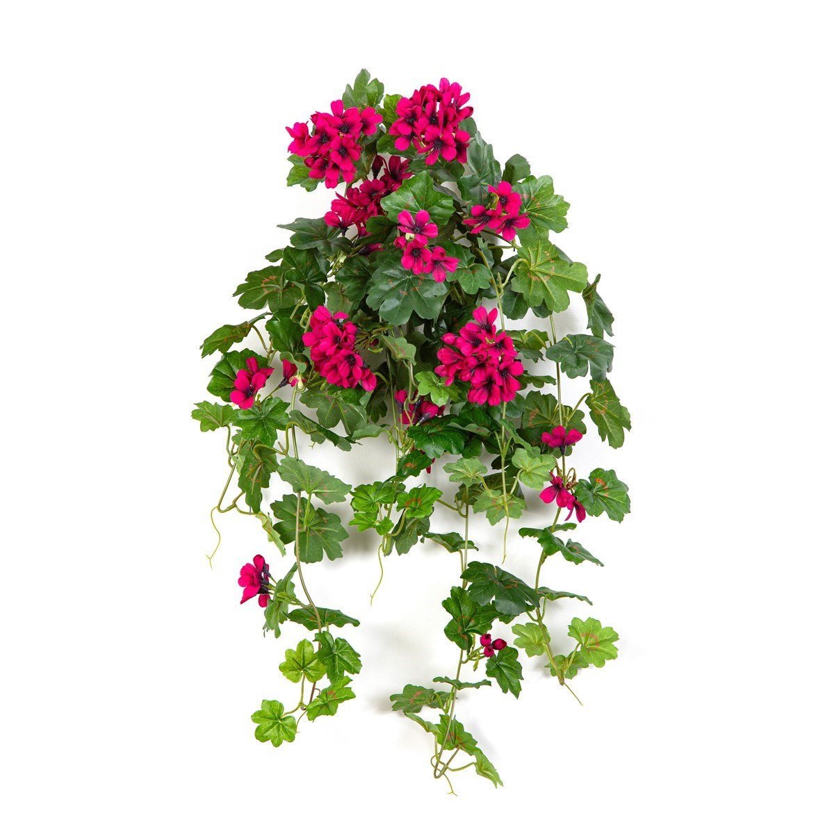 Geranium Cascade Hanging Bush Violet - NOVA LIGNUM