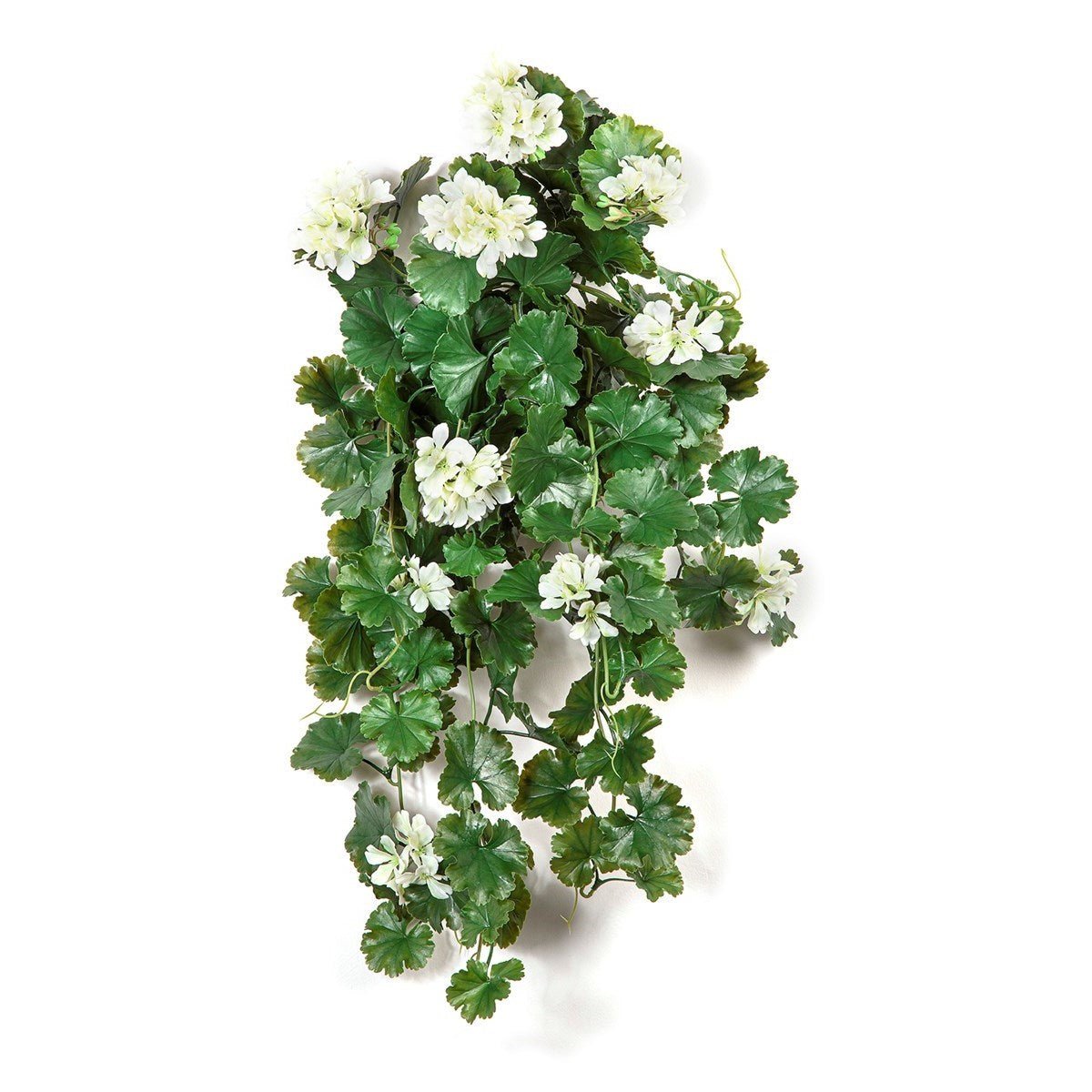 GERANIUM HANGING BUSH CREAM - UV - NOVA LIGNUM