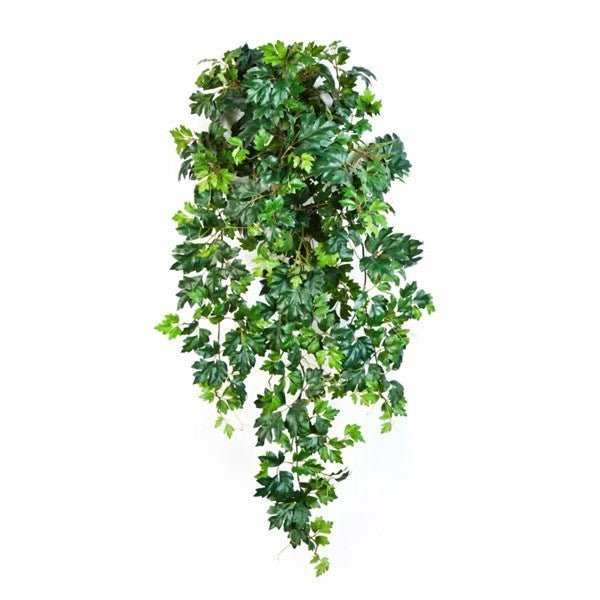 Grape ivy hanging bush x 12 - NOVA LIGNUM