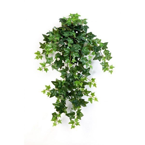 Green Ivy Hanging Bush x 12 - NOVA LIGNUM