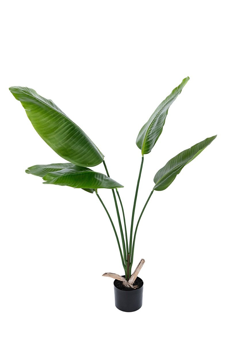 Groene Strelitzia LM - NOVA LIGNUM