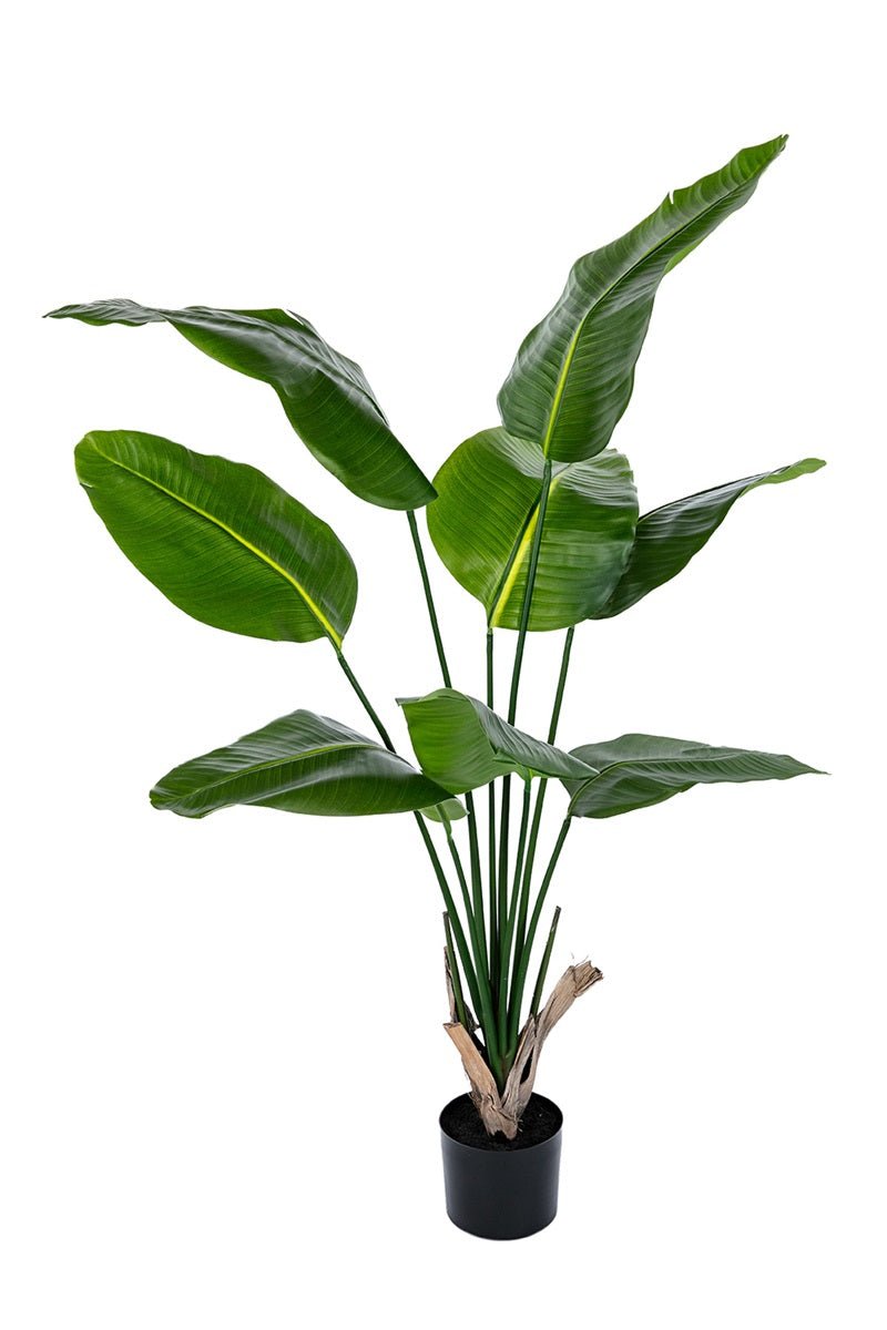 Groene Strelitzia LM - NOVA LIGNUM