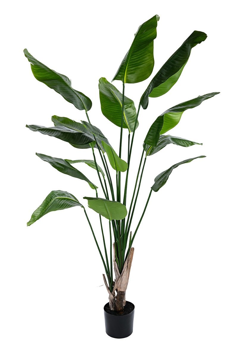 Groene Strelitzia LM - NOVA LIGNUM