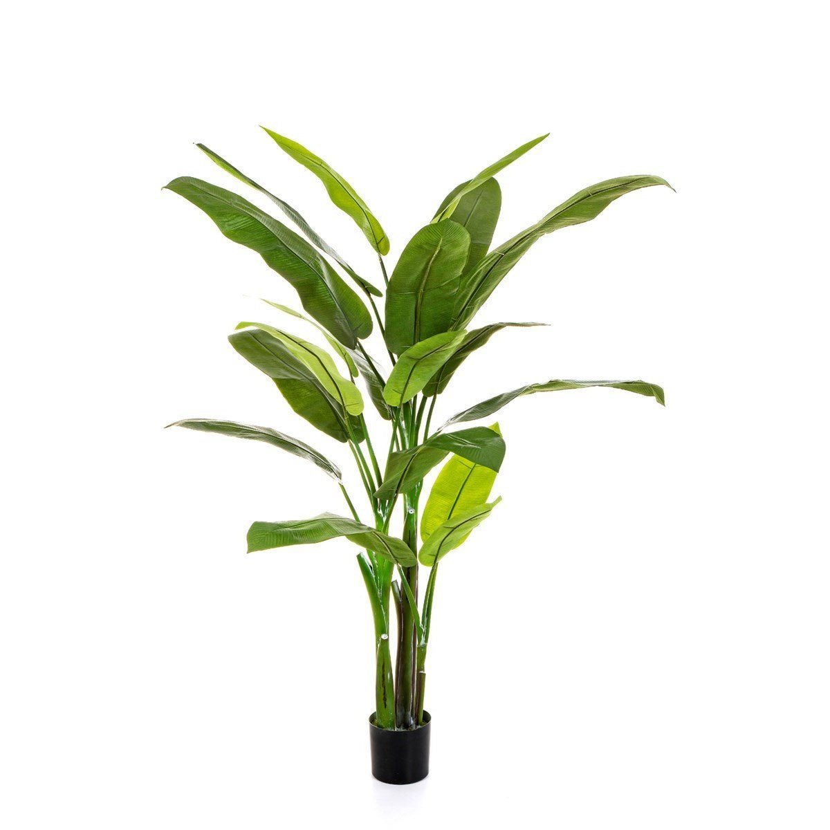 HELICONIA TREE - NOVA LIGNUM