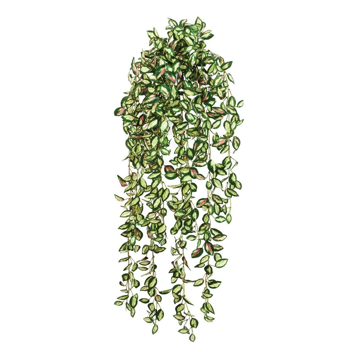 Hoya hanging bush - NOVA LIGNUM