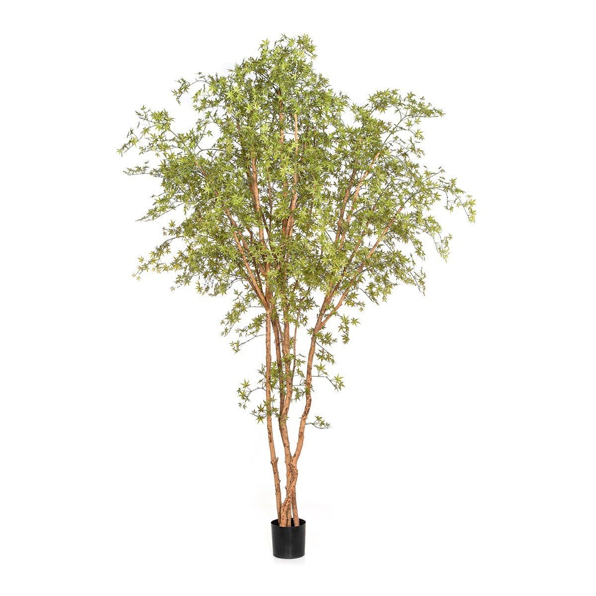 Japanese Maple Butterfly Tree 56811N - NOVA LIGNUM