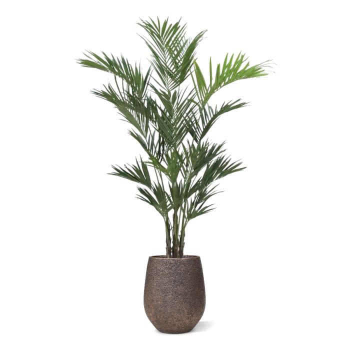 Kentia deluxe kunstpalm XL 260cm - NOVA LIGNUM