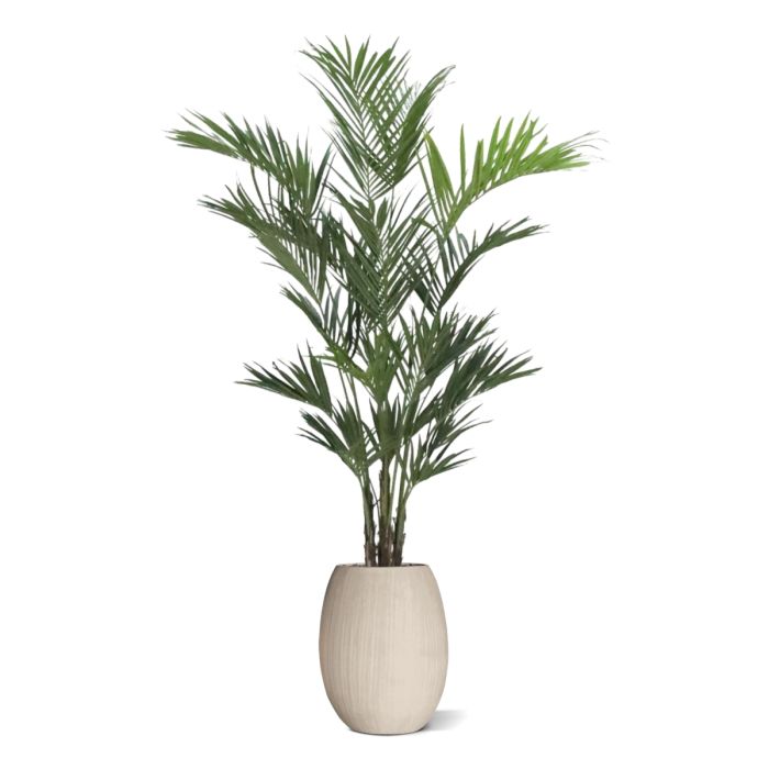 Kentia deluxe kunstpalm XL 260cm - NOVA LIGNUM