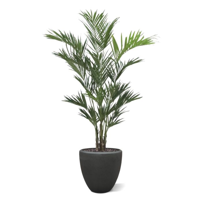 Kentia deluxe kunstpalm XL 260cm - NOVA LIGNUM