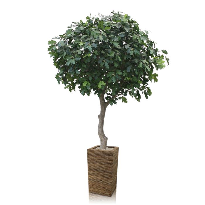 Kunst Eikenboom Giant deluxe 300cm - NOVA LIGNUM