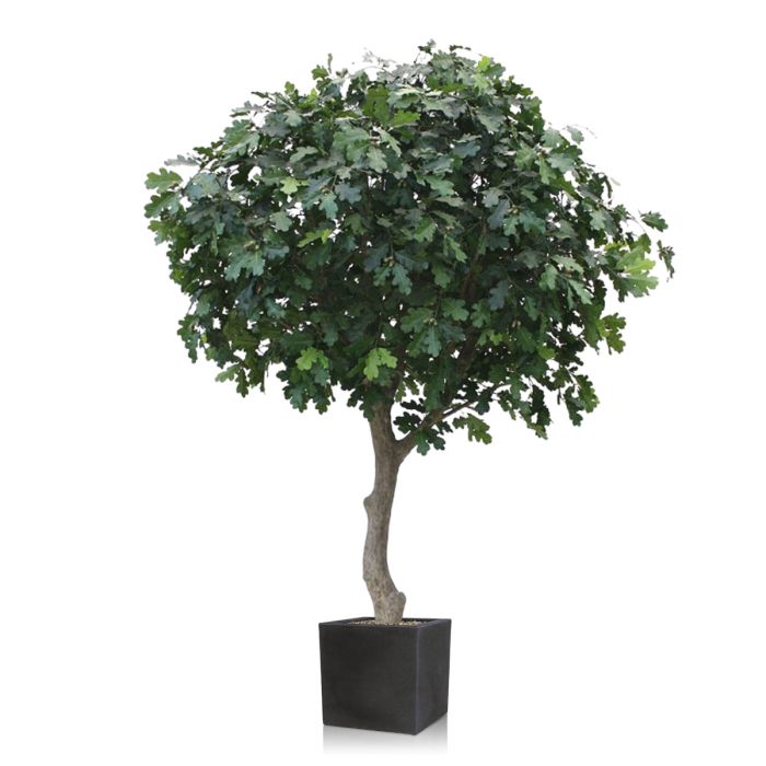Kunst Eikenboom Giant deluxe 300cm - NOVA LIGNUM