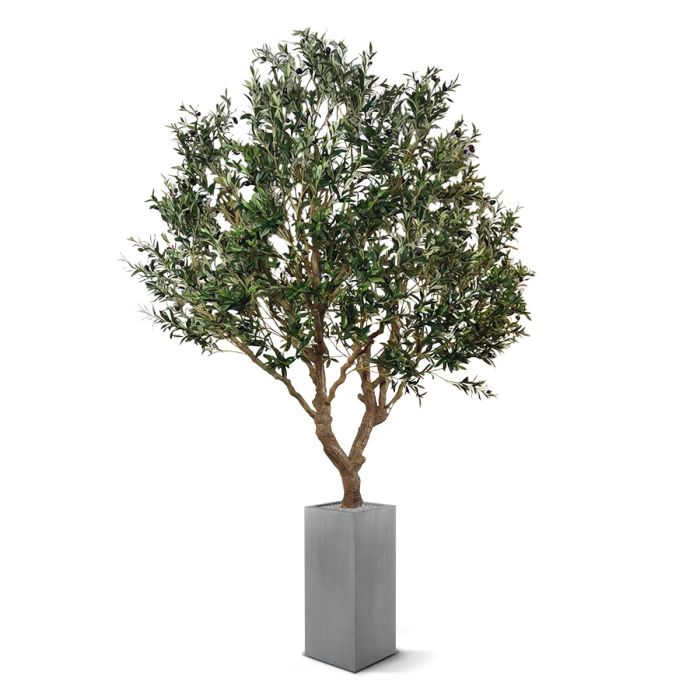 Kunst Olijfboom XL op plaat 300cm