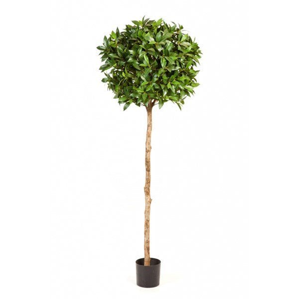 LAUREL TREE DE LUXE 41005N - NOVA LIGNUM