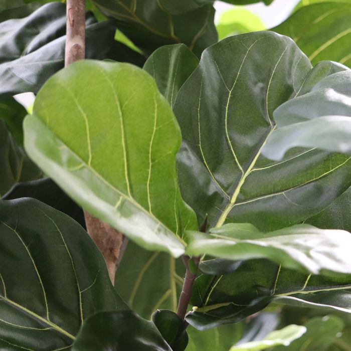 Lyrata Giant Kunstboom Deluxe 420cm - NOVA LIGNUM