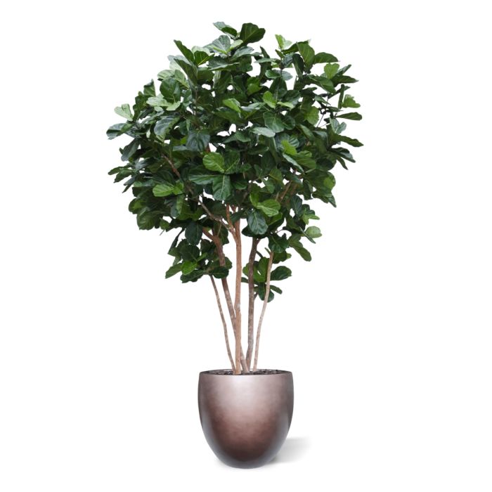 Lyrata Giant Kunstboom Deluxe 420cm - NOVA LIGNUM