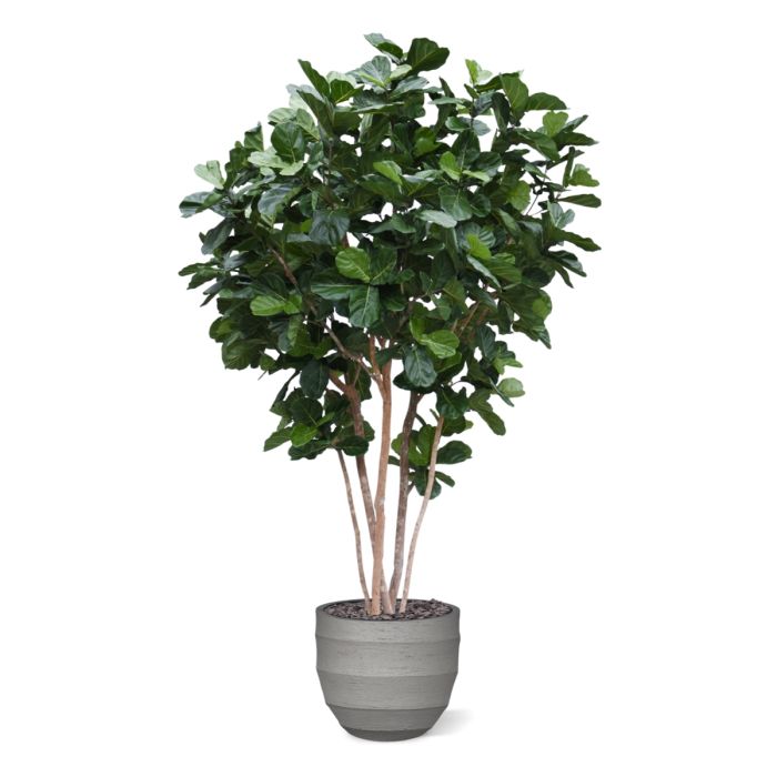 Lyrata Giant Kunstboom Deluxe 420cm - NOVA LIGNUM