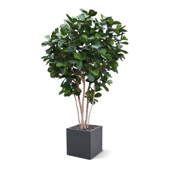 Lyrata Giant Kunstboom Deluxe 420cm - NOVA LIGNUM