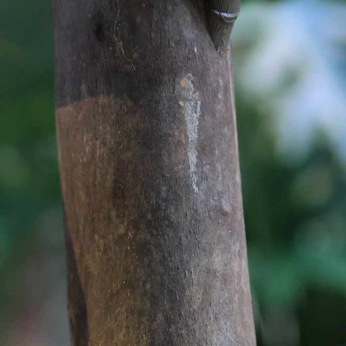 Lyrata Kolom Giant Kunstboom Deluxe 300cm - NOVA LIGNUM
