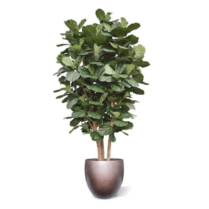 Lyrata Kolom Giant Kunstboom Deluxe 300cm - NOVA LIGNUM