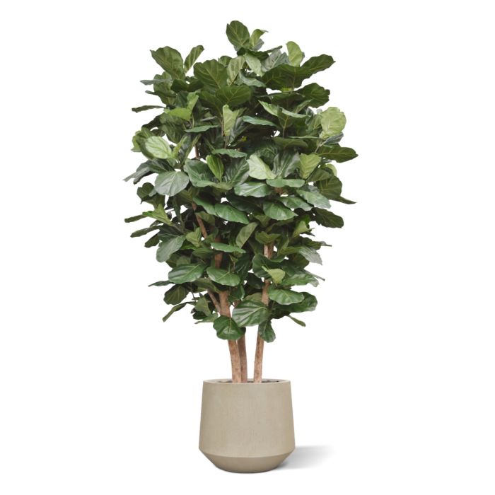 Lyrata Kolom Giant Kunstboom Deluxe 300cm - NOVA LIGNUM