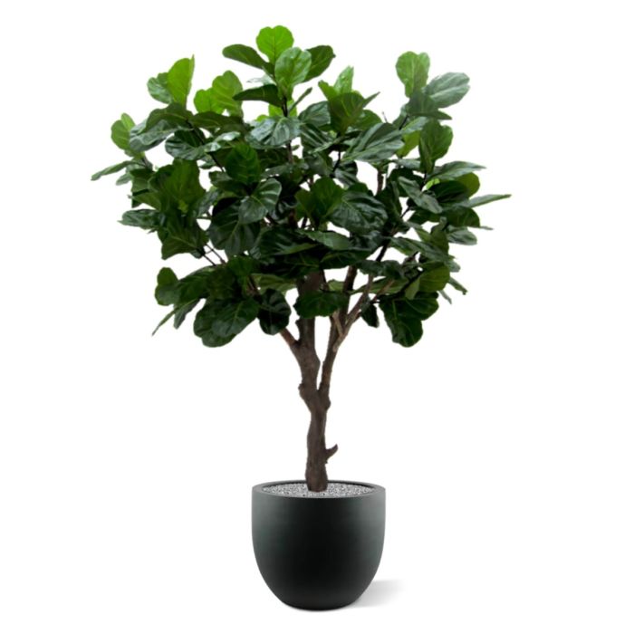 Lyrata Giant deluxe kunstboom 260cm