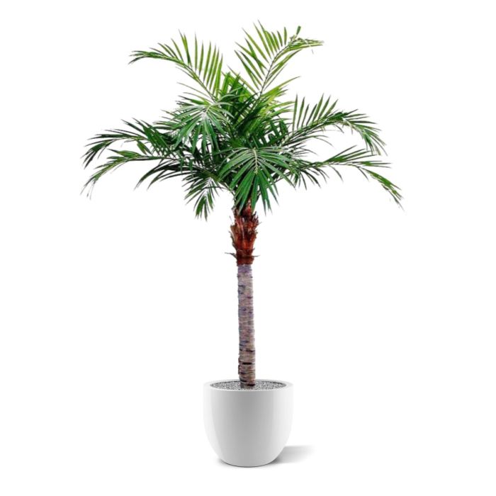 Majesty Giant kunstpalm 350cm - NOVA LIGNUM